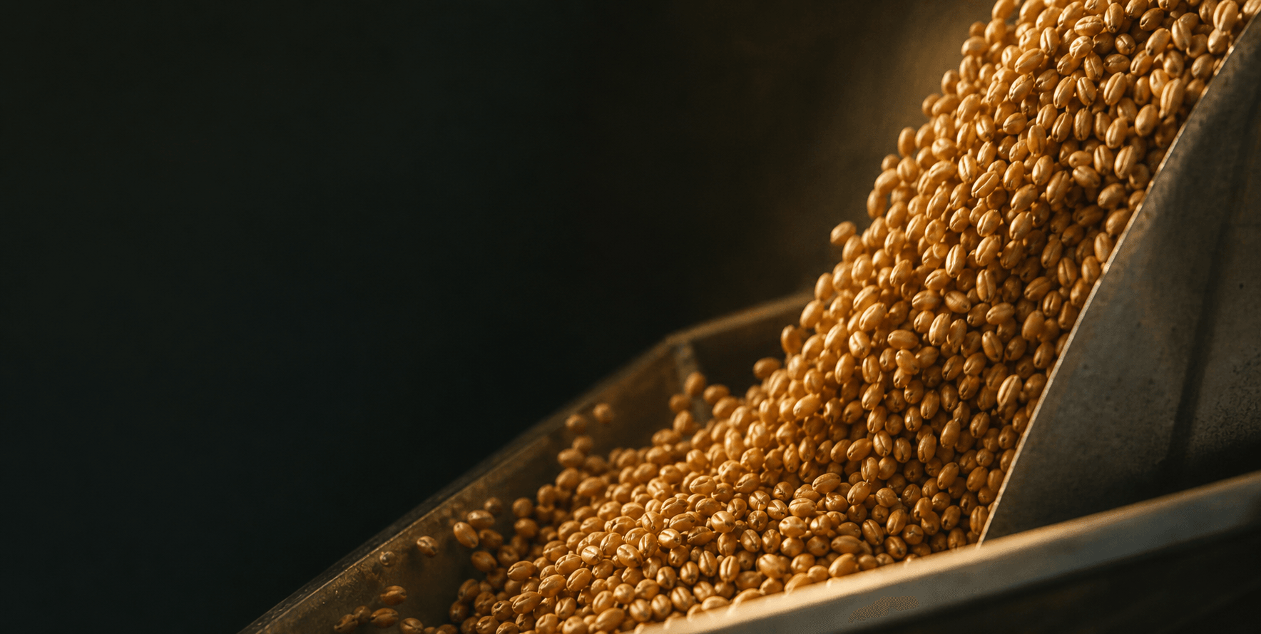 Wheat entering the receiving hopper